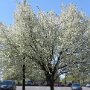 <p align=left>Walmart d'Hagerstown, les arbres sont en fleurs. Plaisir visuel et odorant